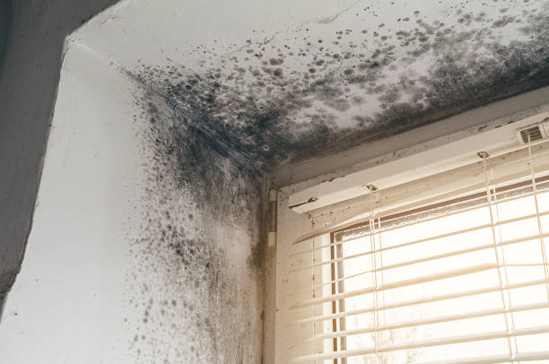 Trusted Basement Mold Remediation service in Sterling, GA - Cheap Mold Removal